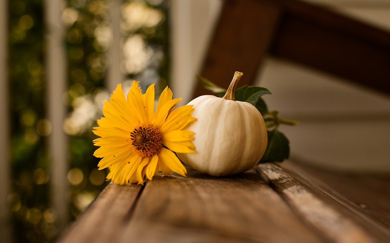 health, wellness, fitness, thankful, Thanksgiving 2020, Meredith Loughran, merej99, WildOne Forever, journal